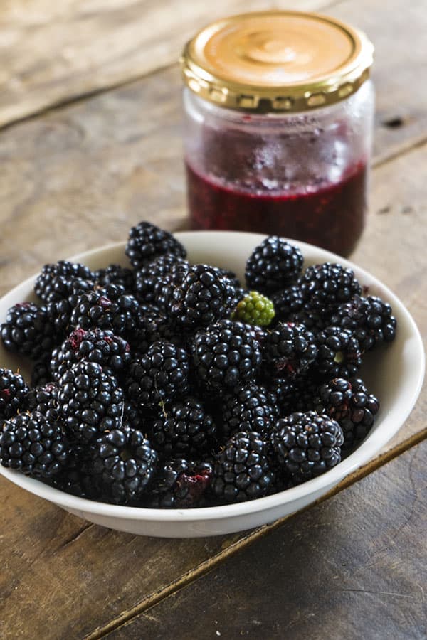 キイチゴ（木いちご）：ブラックベリー　ソーンフリー（ソンフリー）3.5号ポット