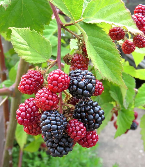 キイチゴ（木いちご）：ブラックベリー　ソーンフリー（ソンフリー）3.5号ポット