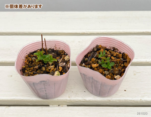 切り花向きリンドウ:紫花2.5号ポット