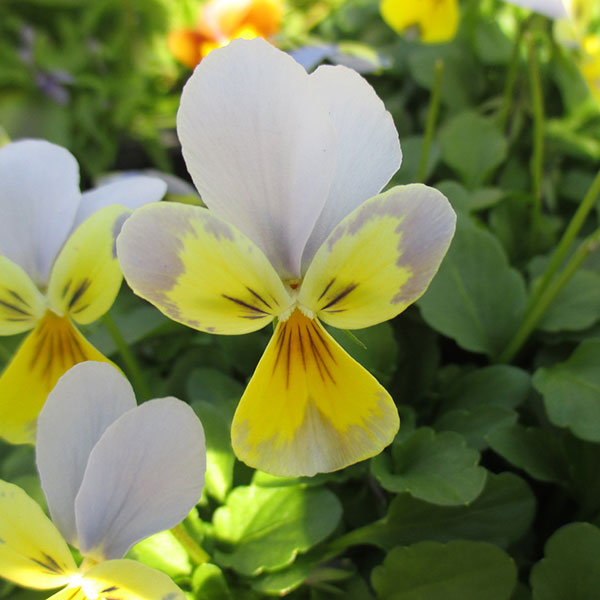 神戸ビオラ：バニー　ブルーフェイスイエロー3.5号ポット