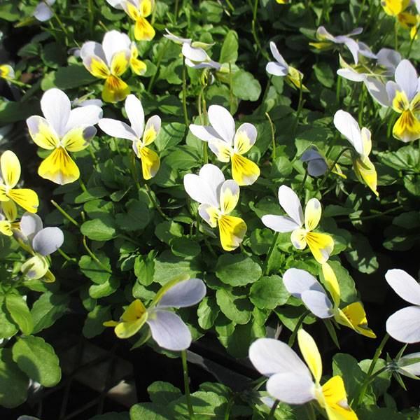 神戸ビオラ：バニー　ブルーフェイスイエロー3.5号ポット