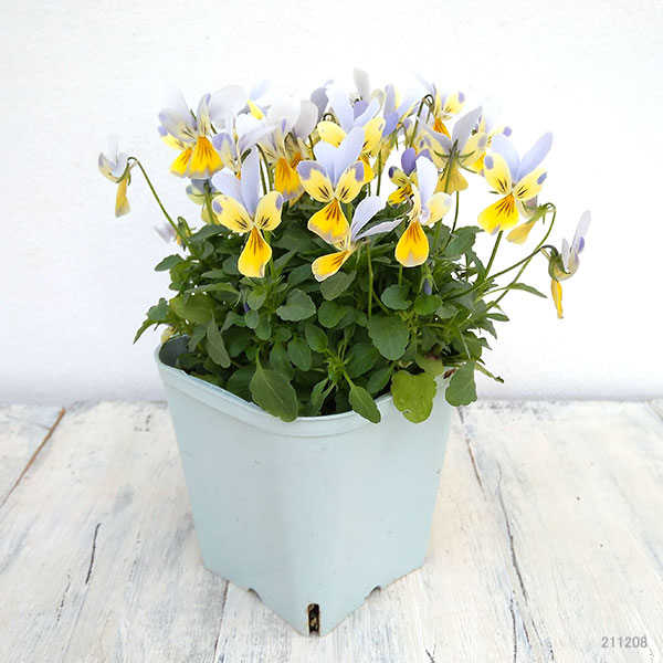 神戸ビオラ：バニー　ブルーフェイスイエロー3.5号ポット