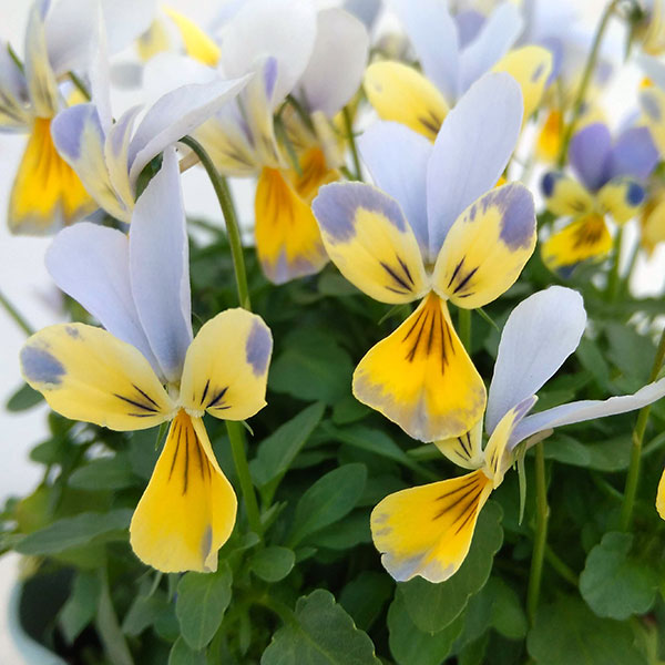 神戸ビオラ：バニー　ブルーフェイスイエロー3.5号ポット