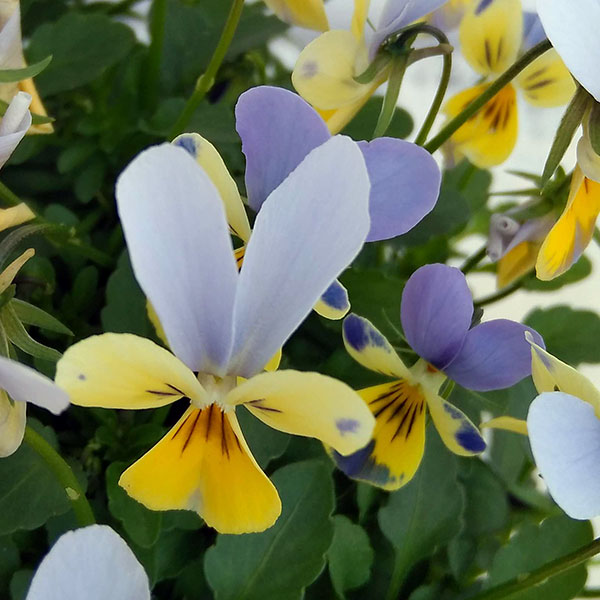 神戸ビオラ：バニー　ブルーフェイスイエロー3.5号ポット