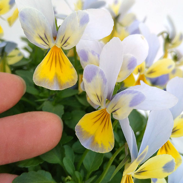 神戸ビオラ：バニー　ブルーフェイスイエロー3.5号ポット