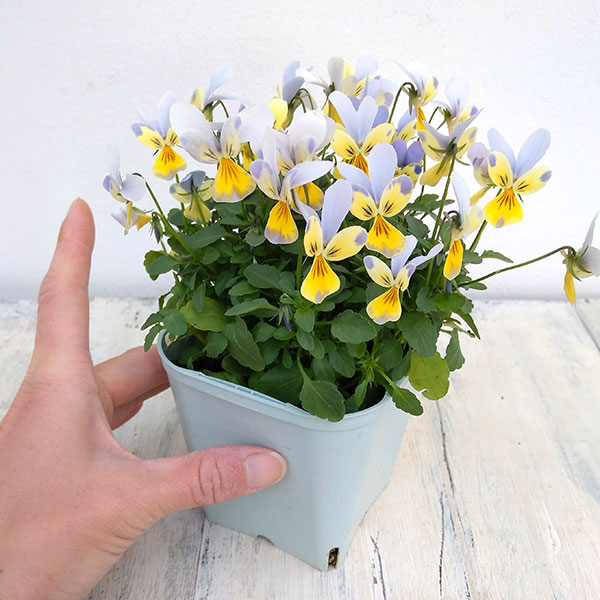 神戸ビオラ：バニー　ブルーフェイスイエロー3.5号ポット