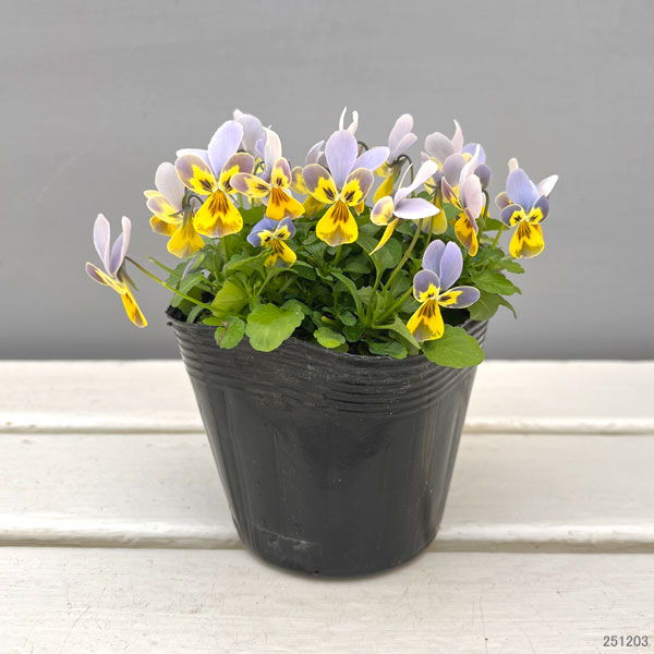 神戸ビオラ：バニー　ブルーフェイスイエロー3.5号ポット