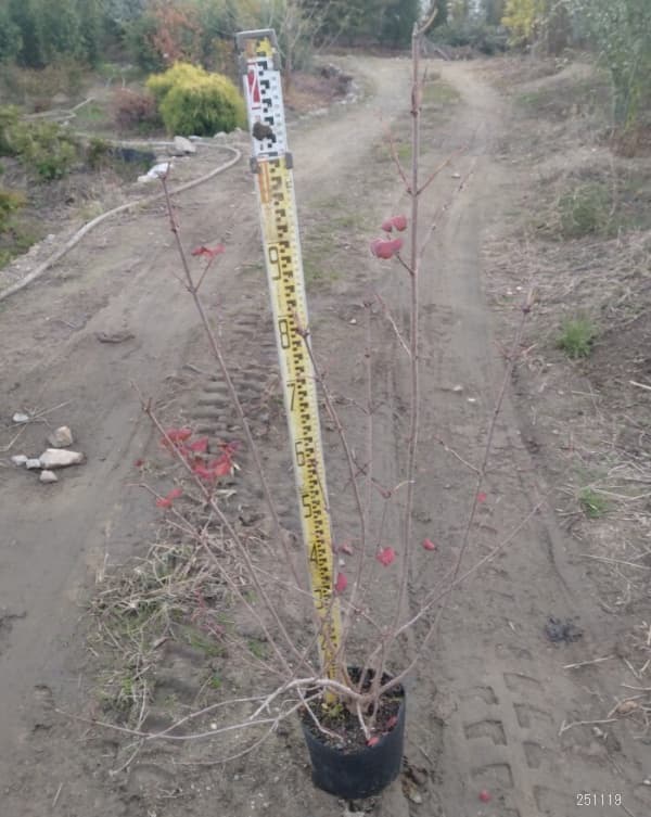 ビバーナム:スノーボール7号ポット樹高1m