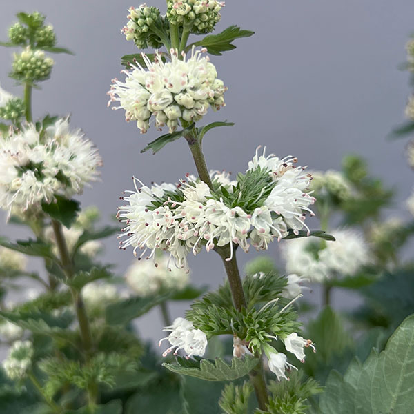 (わけあり特価)カリオプテリス:パビリオンホワイト3.5号ポット