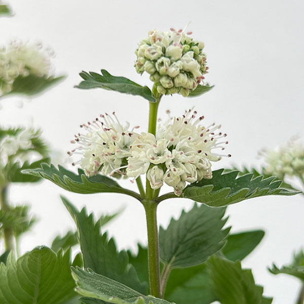 (わけあり特価)カリオプテリス:パビリオンホワイト3.5号ポット