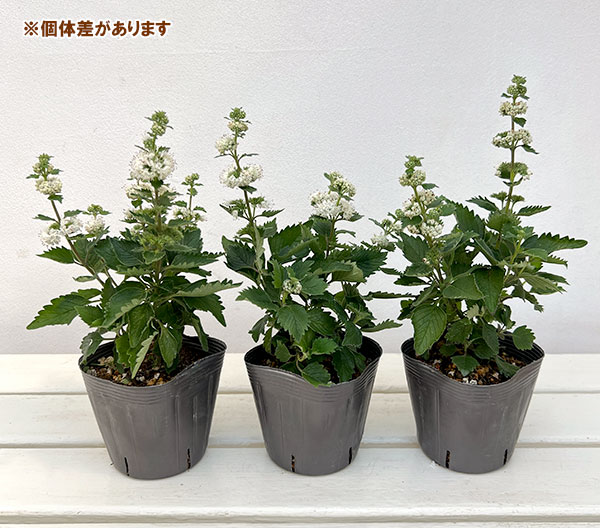 (わけあり特価)カリオプテリス:パビリオンホワイト3.5号ポット