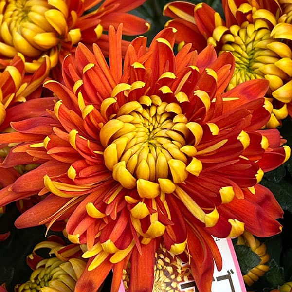 ポットマム(菊):フエゴ4号鉢植え