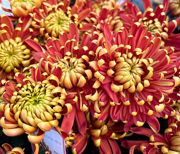 ポットマム(菊):フエゴ4号鉢植え