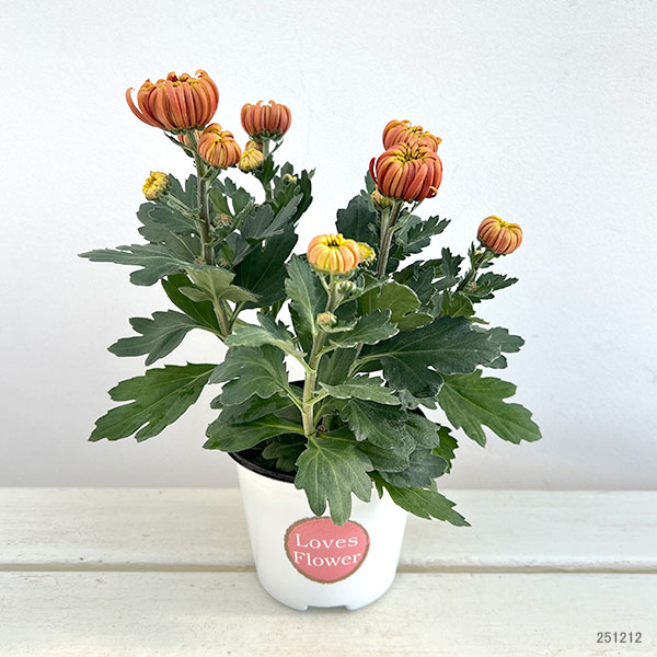 ポットマム(菊):フエゴ4号鉢植え