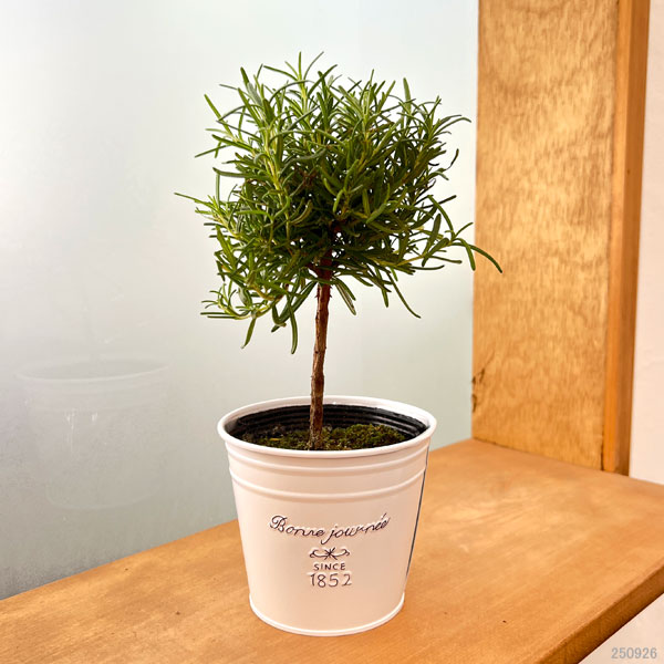 ローズマリー:スタンド仕立て3.5号ポット*