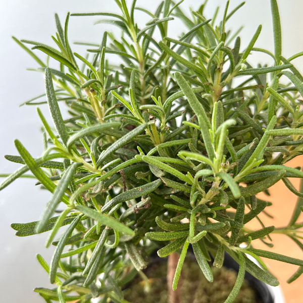 ローズマリー:スタンド仕立て3.5号ポット*