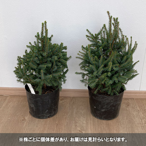 [25年11月中下旬予約]カナダトウヒ：エキニクリスマス5号ポット