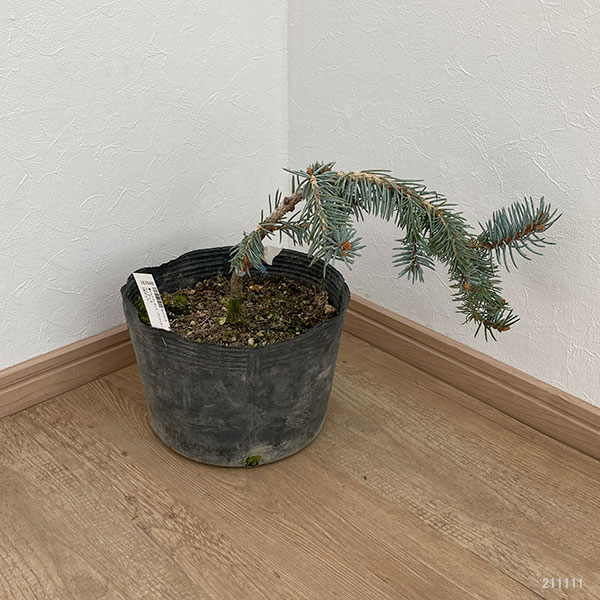 ピセアプンゲンス(プンゲンストウヒ):ペンデュラ7号ポット