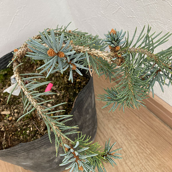 ピセアプンゲンス(プンゲンストウヒ):ペンデュラ7号ポット