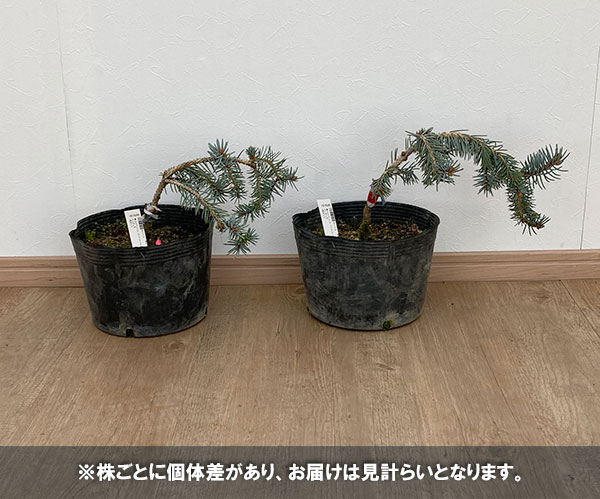 ピセアプンゲンス(プンゲンストウヒ):ペンデュラ7号ポット