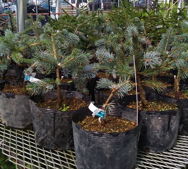 ピセアプンゲンス(プンゲンストウヒ):ペンデュラ7号ポット