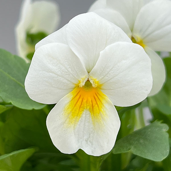 ほふく性ビオラ：フリーフォール　ホワイト3～3.5号ポット 8株セット