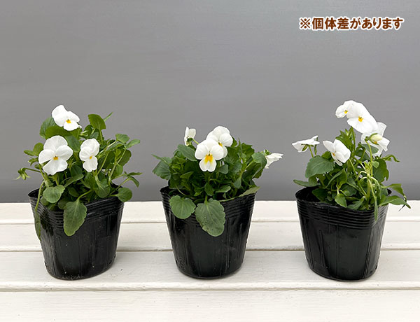 ほふく性ビオラ：フリーフォール　ホワイト3～3.5号ポット 8株セット