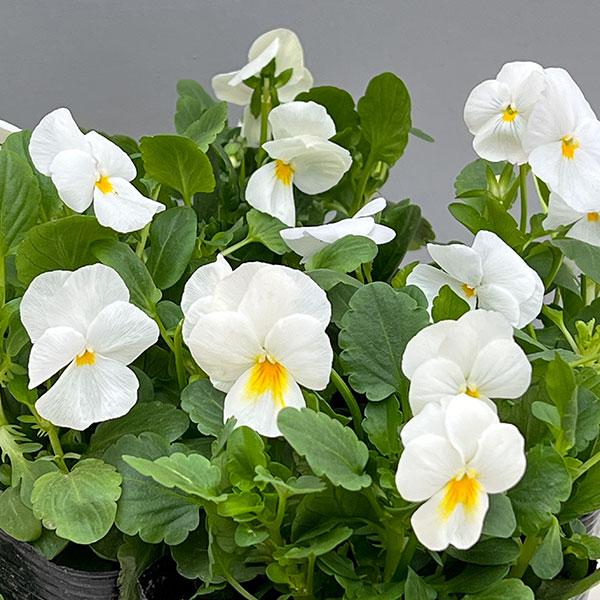 ほふく性ビオラ：フリーフォール　ホワイト3～3.5号ポット 8株セット