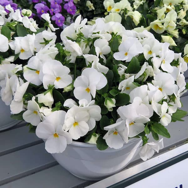 ほふく性ビオラ：フリーフォール　ホワイト3～3.5号ポット 8株セット