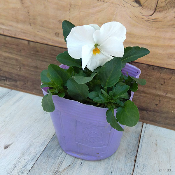 ほふく性ビオラ：フリーフォール　ホワイト3～3.5号ポット 8株セット