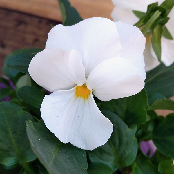 ほふく性ビオラ：フリーフォール　ホワイト3～3.5号ポット 8株セット