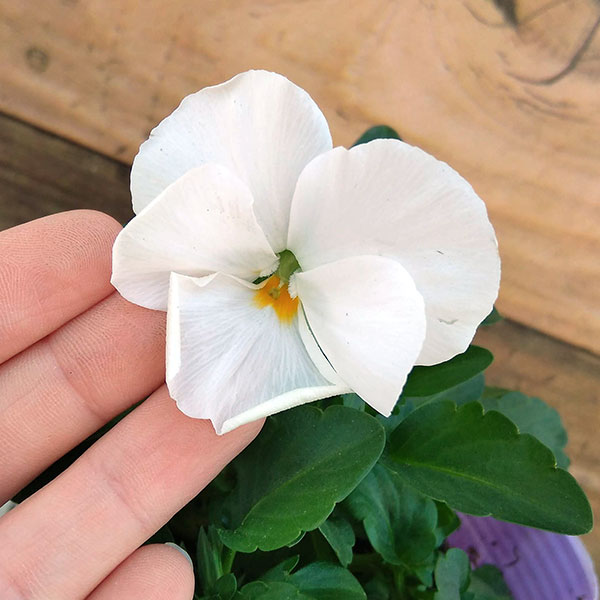 ほふく性ビオラ：フリーフォール　ホワイト3～3.5号ポット 8株セット