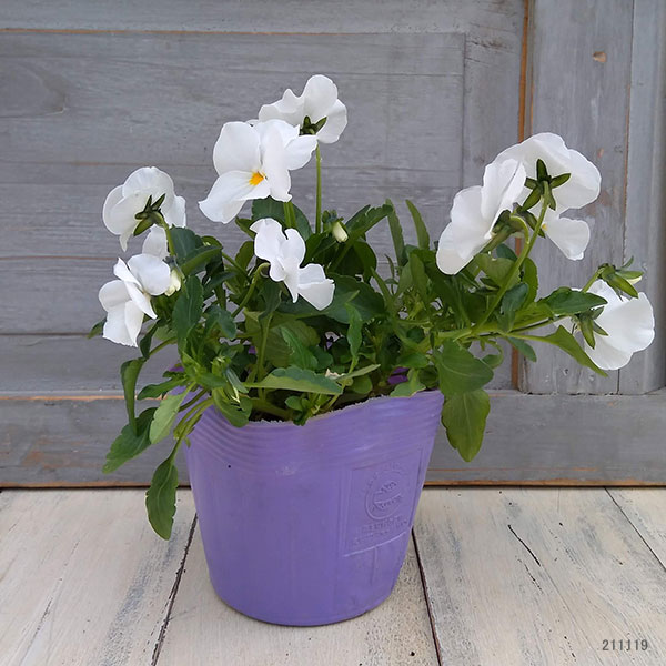 ほふく性ビオラ：フリーフォール　ホワイト3～3.5号ポット 8株セット