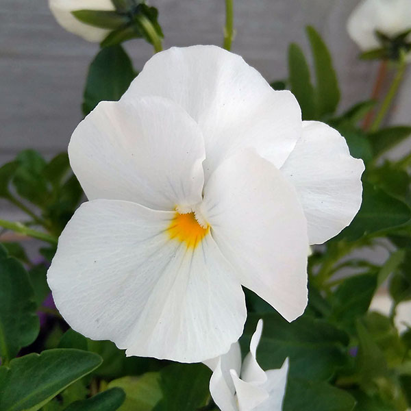 ほふく性ビオラ：フリーフォール　ホワイト3～3.5号ポット 8株セット