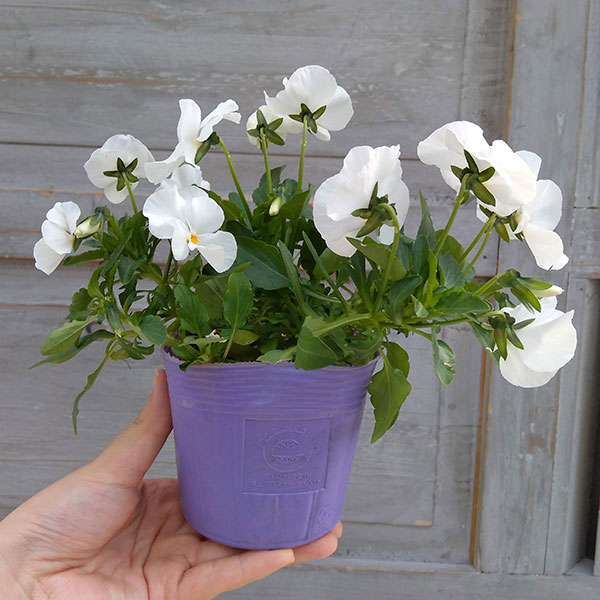ほふく性ビオラ：フリーフォール　ホワイト3～3.5号ポット 8株セット