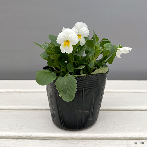 ほふく性ビオラ：フリーフォール　ホワイト3～3.5号ポット 8株セット