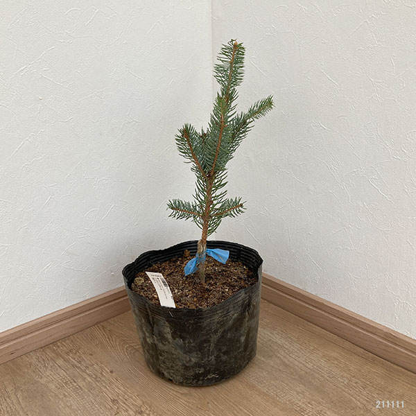 ピセアプンゲンス(プンゲンストウヒ):ファスティギアータ7号ポット