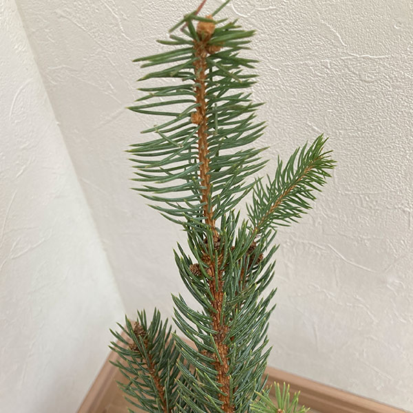 ピセアプンゲンス(プンゲンストウヒ):ファスティギアータ7号ポット