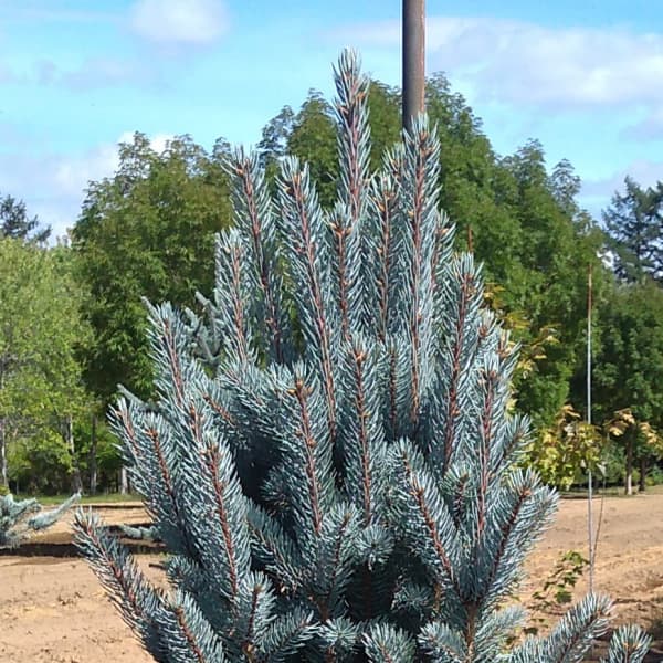 ピセアプンゲンス(プンゲンストウヒ):ファスティギアータ7号ポット