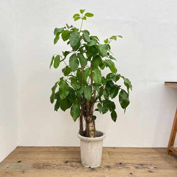 バッサイア(シェフレラ・アクティノフィラ)8号鉢植え