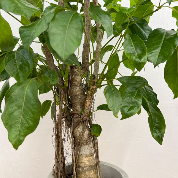 バッサイア(シェフレラ・アクティノフィラ)8号鉢植え