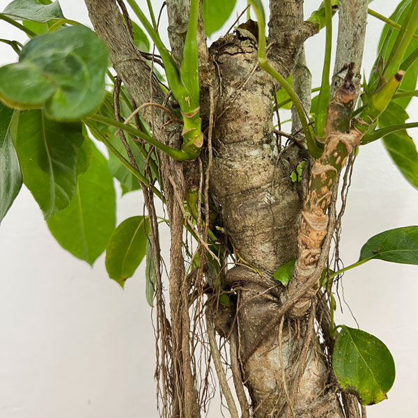 バッサイア(シェフレラ・アクティノフィラ)8号鉢植え