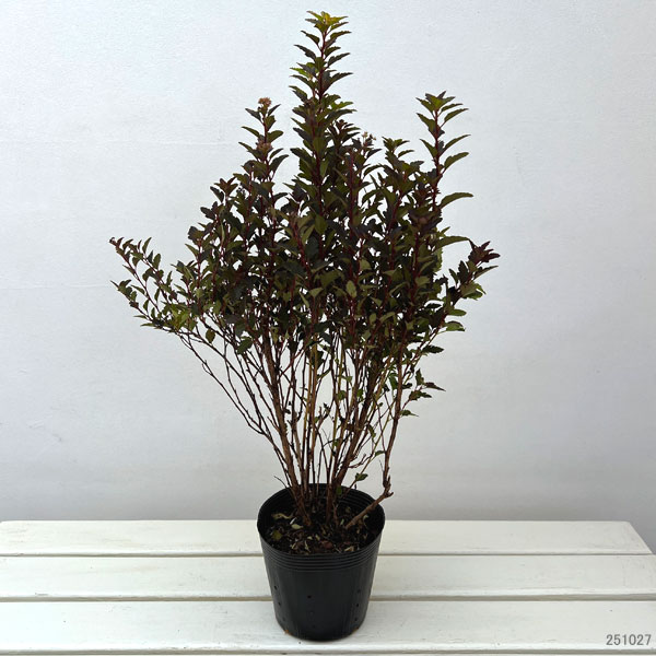 テマリシモツケ：スイートチェリーティー 5号ポット