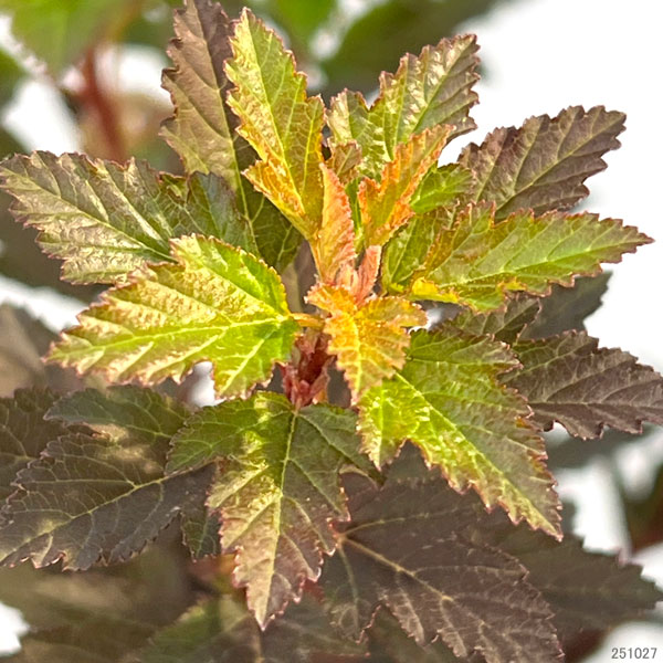 テマリシモツケ：スイートチェリーティー 5号ポット