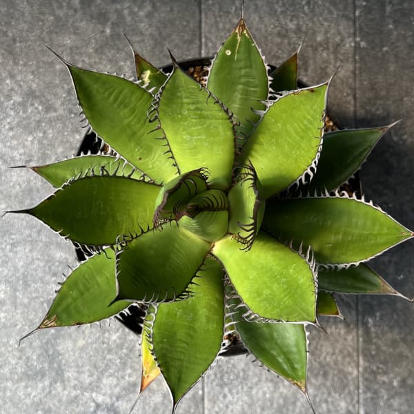 アガベ：ホリダ　7号鉢植え