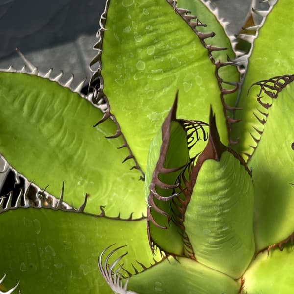 アガベ：ホリダ　7号鉢植え