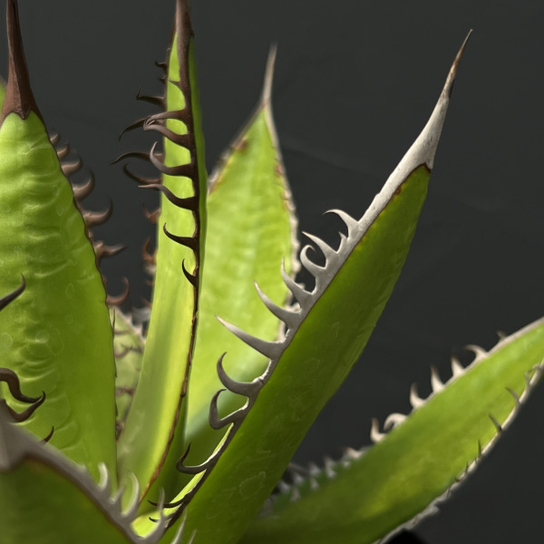 アガベ：ホリダ　7号鉢植え