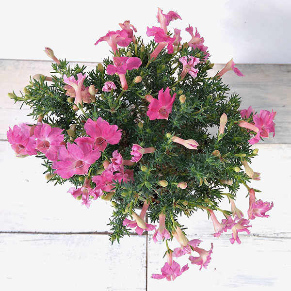 初恋草：アキコレディーパレット3.5号ポット