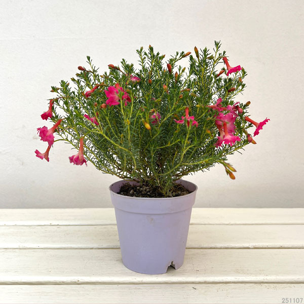 初恋草：アキコレディーパレット3.5号ポット