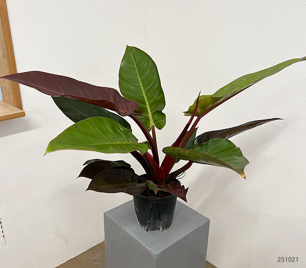フィロデンドロン:サンレッド 5号鉢植え